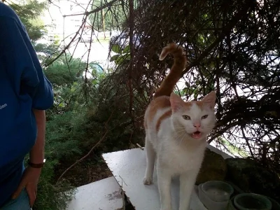 Zrzeček hledá domov