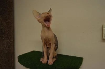 Don Sphynx koťat s PP