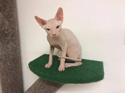 Don Sphynx koťat s PP