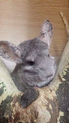 Daruji samicku cincily