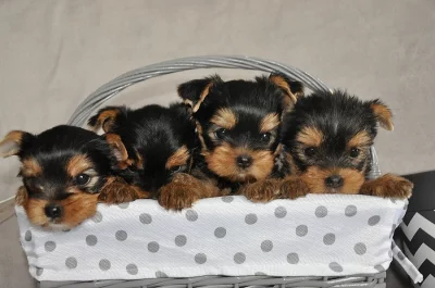 Jorkšírský teriér - štěňátka s PP