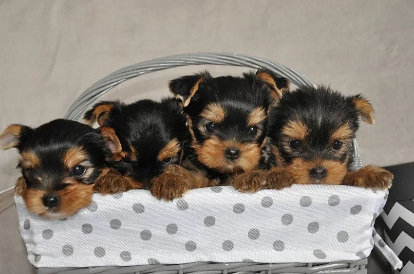 Jorkšírský teriér - štěňátka s PP