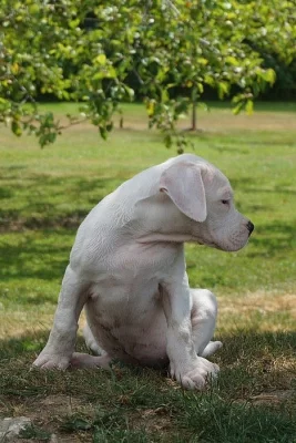 Argentinská doga - štěňátko fenky
