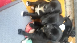 Americký buldok štěnátka