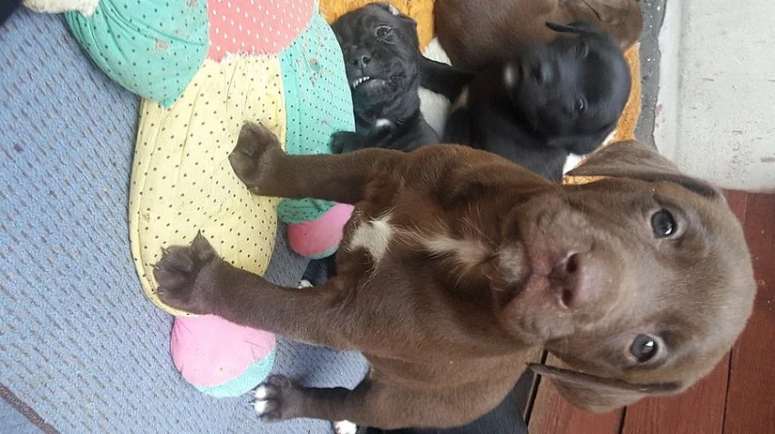 Americký buldok štěnátka