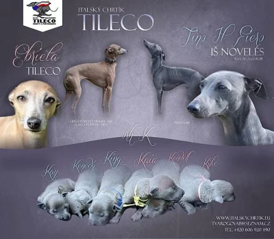CHS italských chrtíků nabízí šedá štěňátka s PP