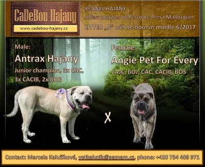 Perro de Presa Mallorquin – Cadebou