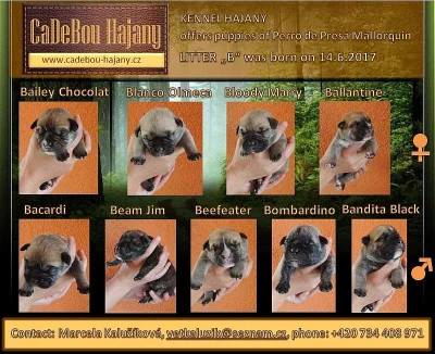 Perro de Presa Mallorquin – Cadebou