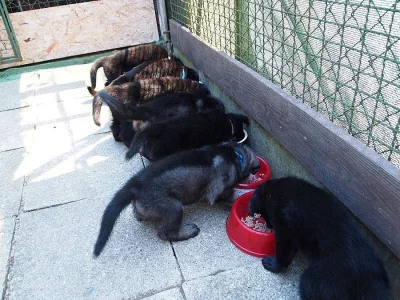 Něm. ovčák - štěně