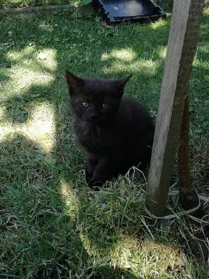 Koťata