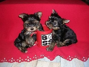 Štěňátka yorkshire terrier - jorkšírek terrier