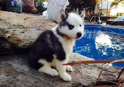 Krásné chunky štěňátka husky