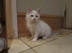 Nádherná kocicka ragdoll