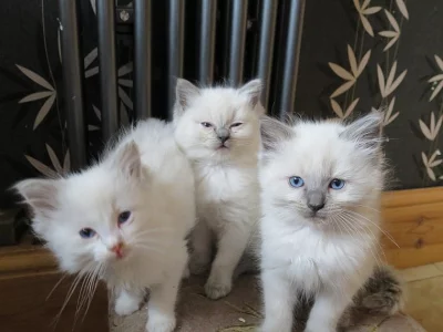 Nádherná kocicka ragdoll