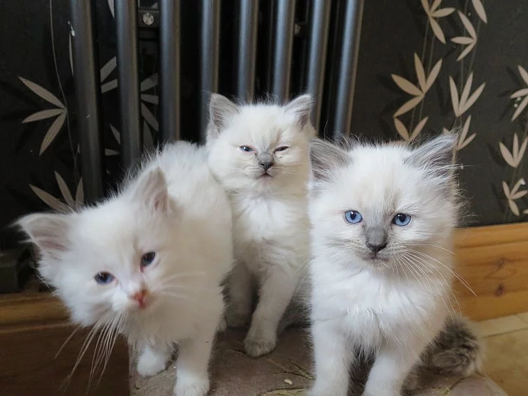 Nádherná kocicka ragdoll