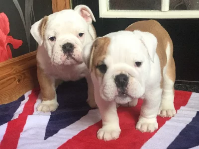 Anglický buldok - pejsek