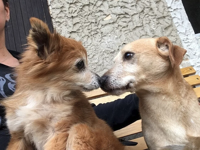 Hlídání psů v domku se zahrádkou