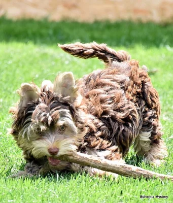 Jorkšírský teriér - Yorkshire - Biewer