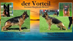 Prodám štěně NO s PP