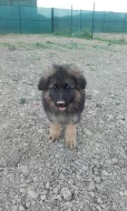 Prodám štěně NO s PP
