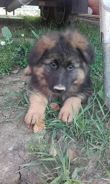 Prodám štěně NO s PP