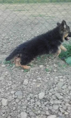 Prodám štěně NO s PP