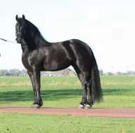 Frisianský kůň, krásná 4 letá kobyla potřebuje nový domov