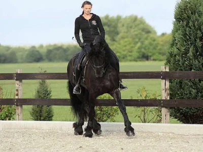 Frisianský kůň, krásná 4 letá kobyla potřebuje nový domov