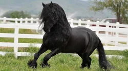 Frisianský kůň, krásná 4 letá kobyla potřebuje nový domov