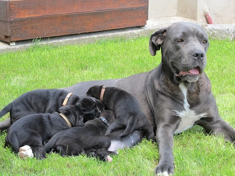 Cane Corso