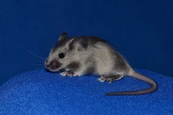 Barevné myšky s VP ODBĚR V PRAZE