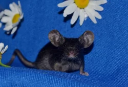 Barevné myšky s VP ODBĚR V PRAZE