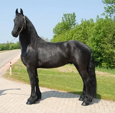 Krásná Fríská klisna s plným původem