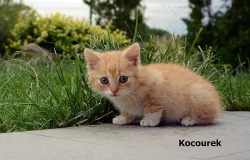 Nabízím krásná koťátka