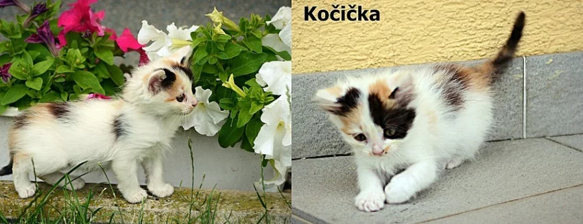 Nabízím krásná koťátka