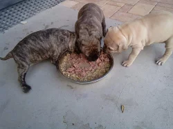 Štěně amerického pitbulla
