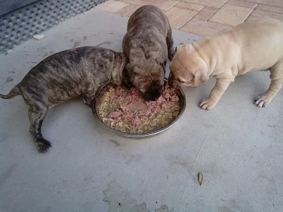 Štěně amerického pitbulla