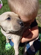 Štěně amerického pitbulla