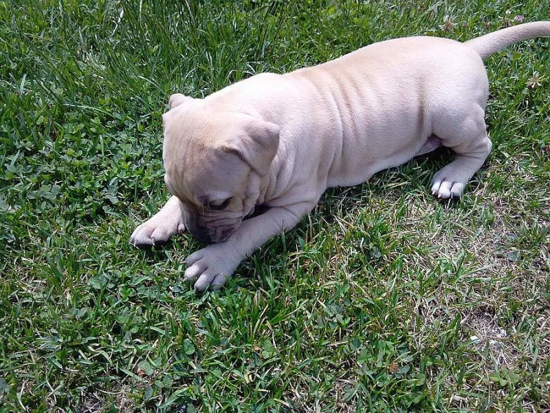 Štěně amerického pitbulla