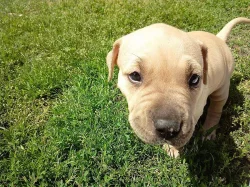 Štěně amerického pitbulla
