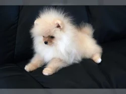 Německý špic trpasličí