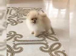 Německý špic trpasličí