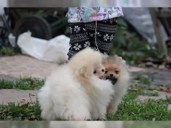 Německý špic trpasličí