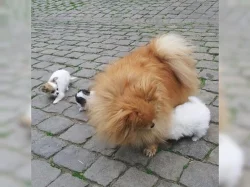 Německý špic trpasličí