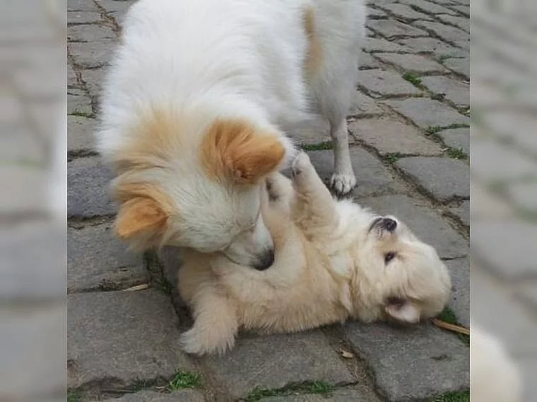 Německý špic trpasličí