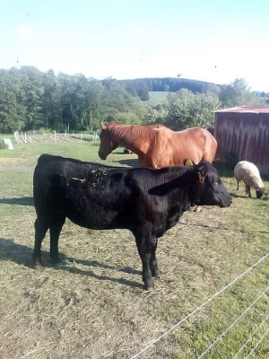 Jalovice Aberdeen Angus
