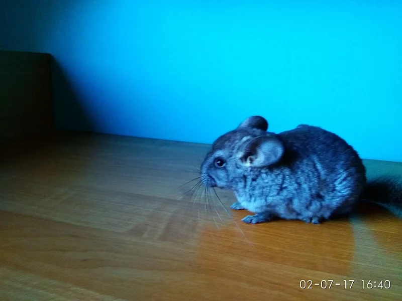 činčila