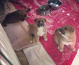 Wetreyt Dárky Shiba inu štěňata