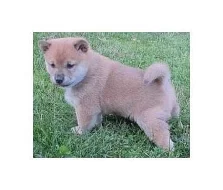 Wetreyt Dárky Shiba inu štěňata