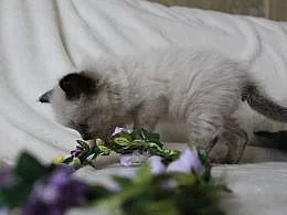 Ragdoll